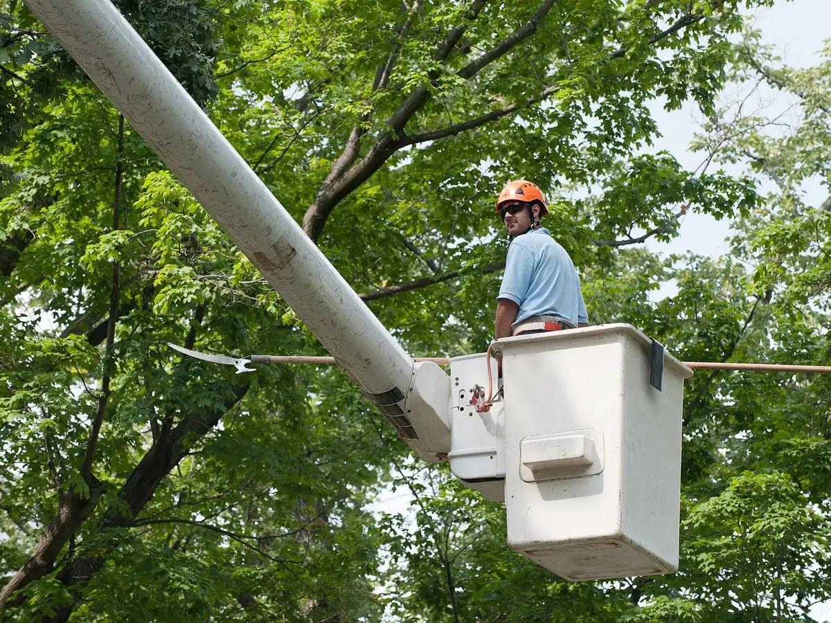 Arborist in a bucket truck trimming branches high in a tree