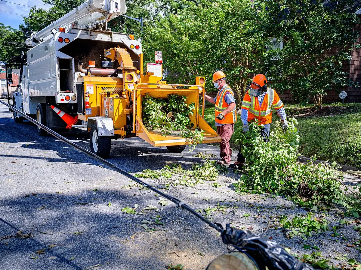 Crew feeding cut branches into a wood chipper behind a bucket truck