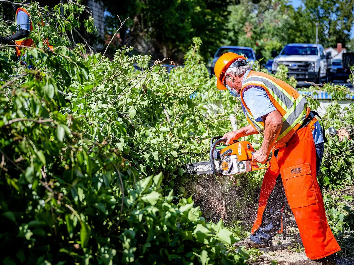Crew member in chainsaw chaps cutting through a downed tree