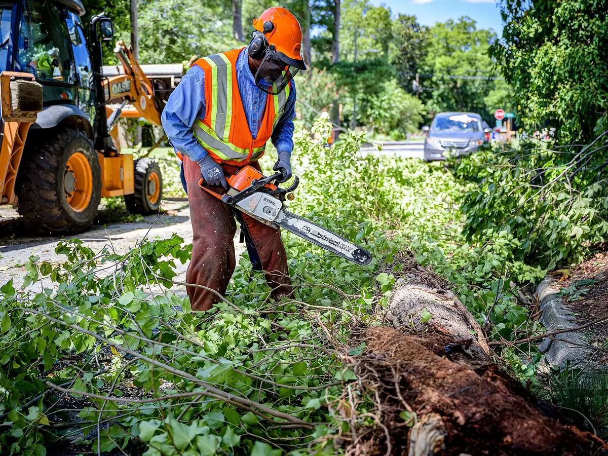 Crew member cutting a large fallen trunk into sections with a chainsaw