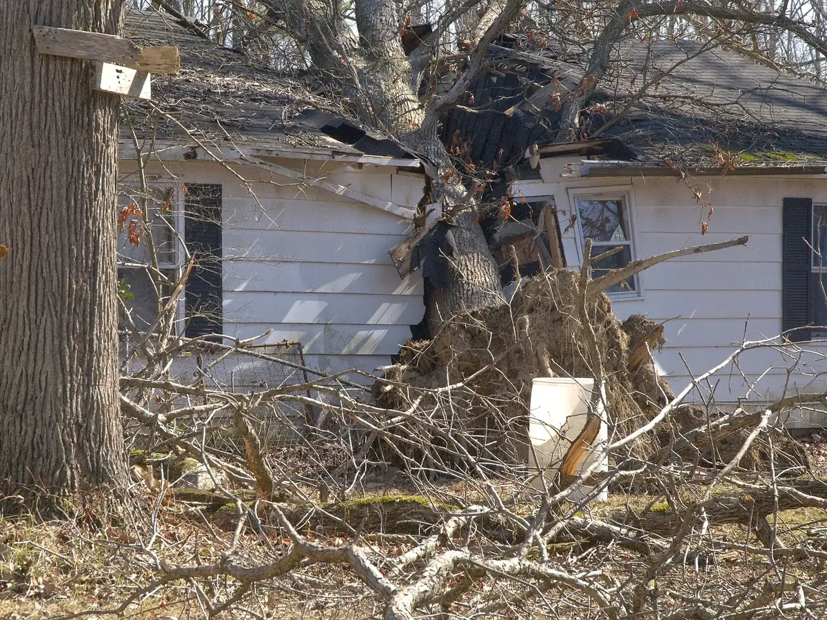Large tree fallen through the roof of a white house